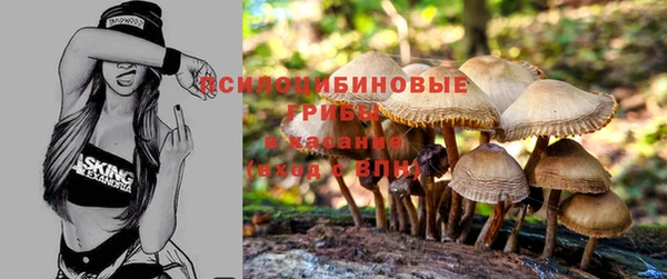 стафф Алзамай